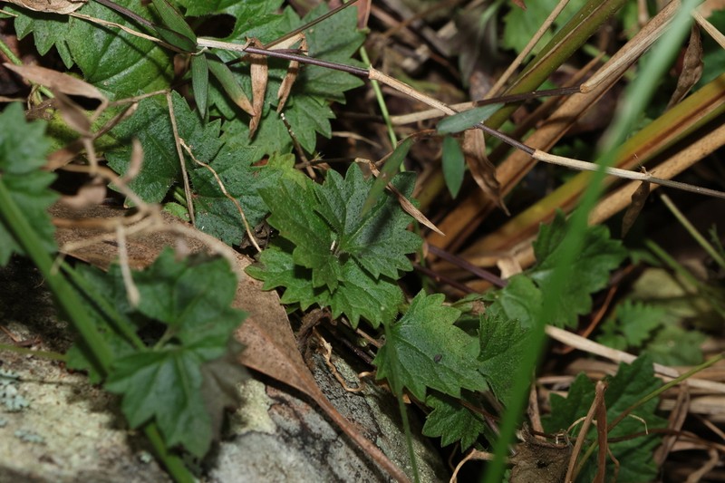 Veronica grosseserrata photo 7