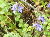 Veronica gunae