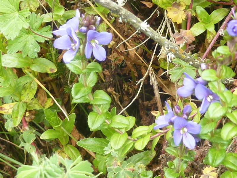 Veronica gunae