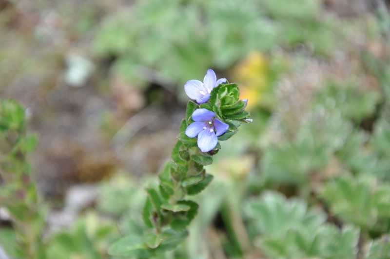 Veronica gunae photo 2