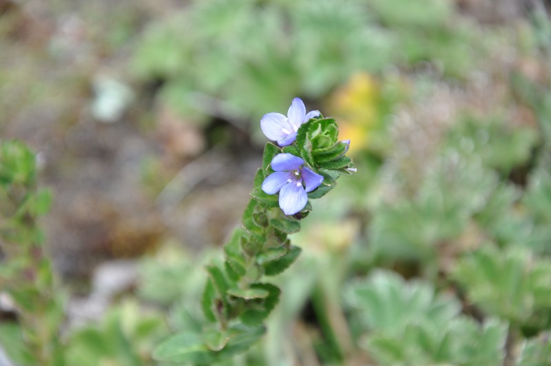 Veronica gunae photo 3
