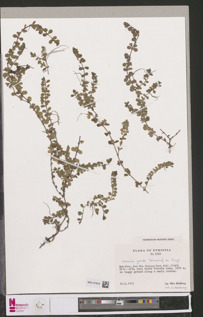 Veronica gunae photo 5