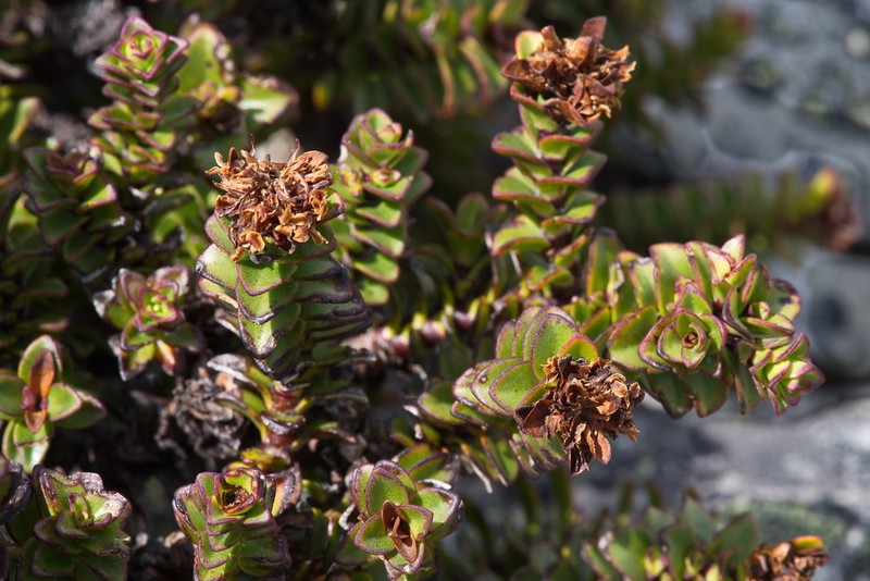 Veronica haastii