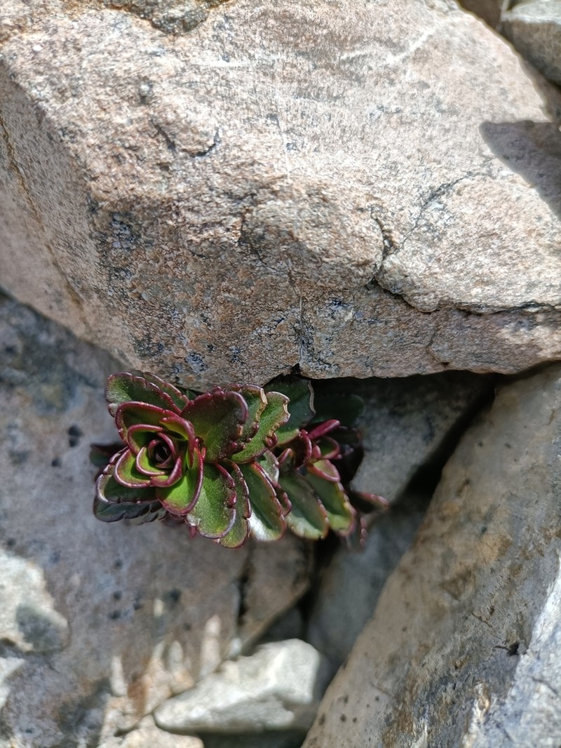 Veronica haastii photo 2