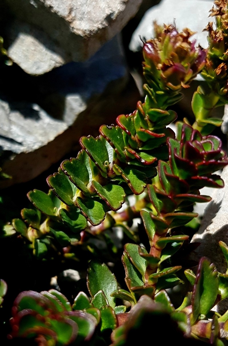 Veronica haastii photo 3