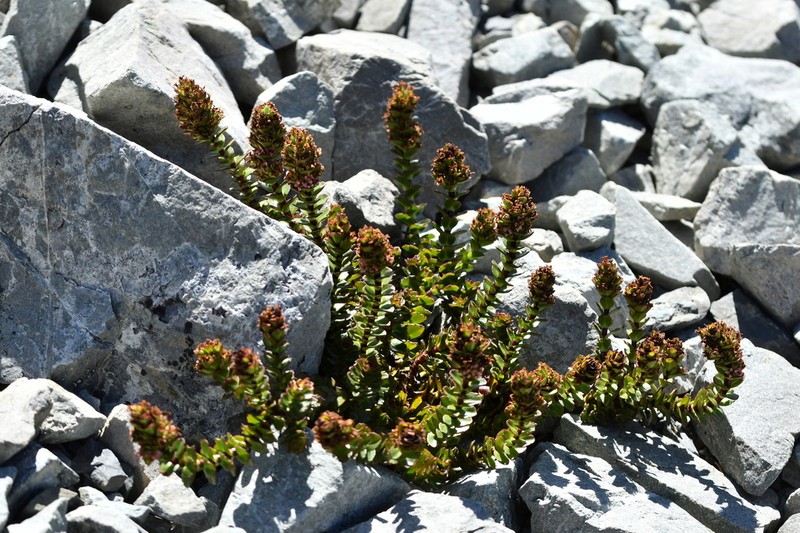 Veronica haastii photo 4