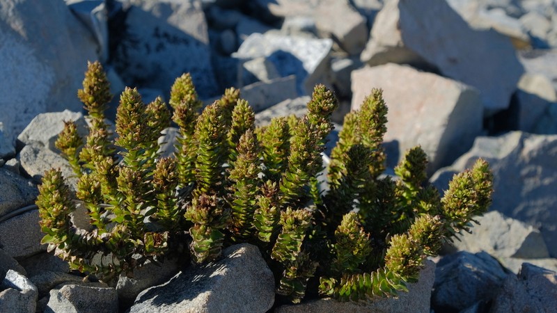Veronica haastii photo 6