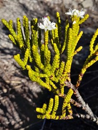 Veronica hectorii
