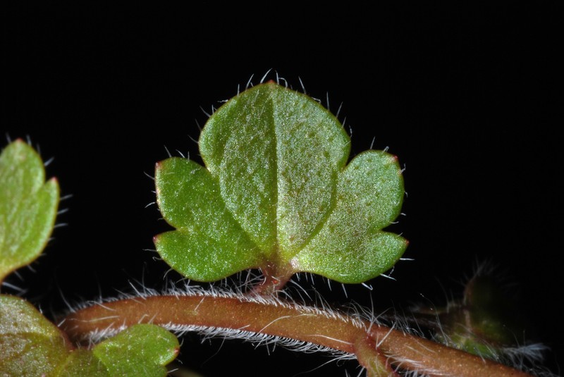 Ivyleaf Speedwell photo 2