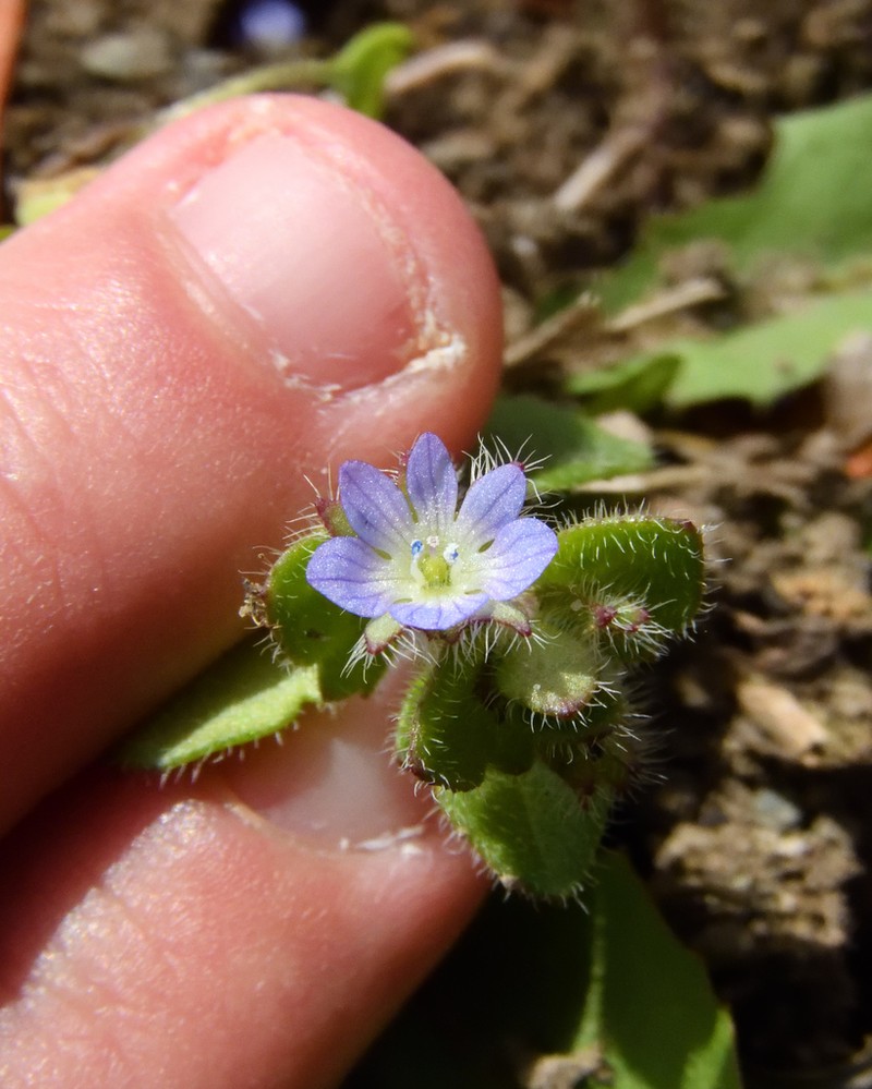 Ivyleaf Speedwell photo 3