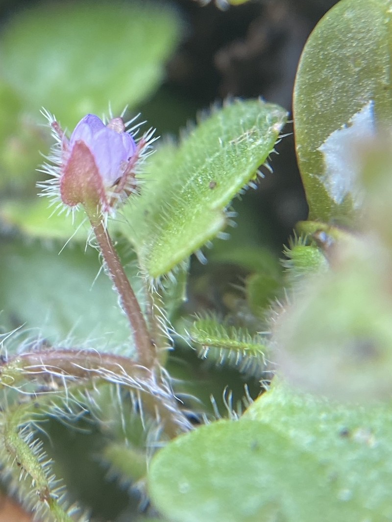 Ivyleaf Speedwell photo 4
