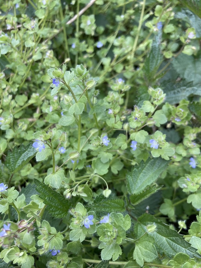 Ivyleaf Speedwell photo 5