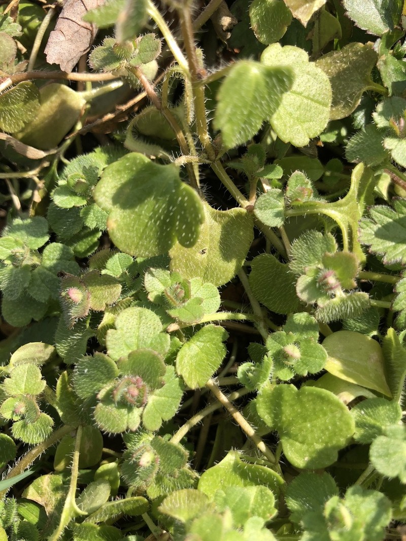 Ivyleaf Speedwell photo 6