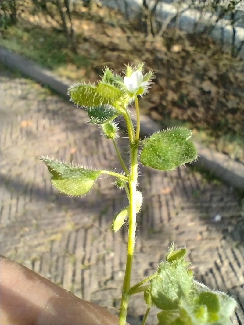 Ivyleaf Speedwell photo 7