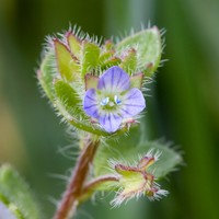 Ivyleaf Speedwell