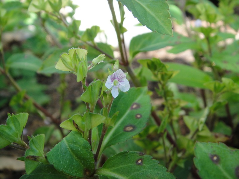 Veronica henryi