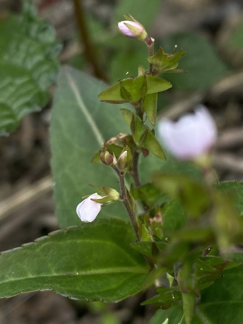 Veronica henryi photo 2