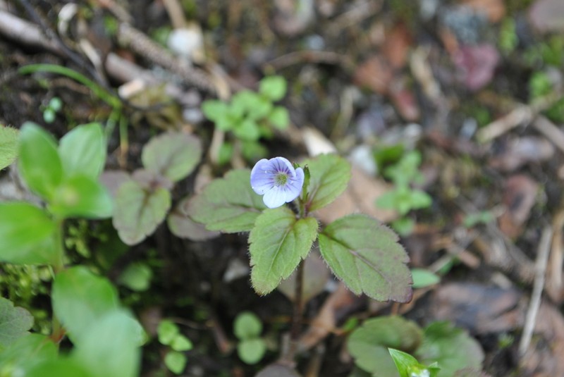 Veronica henryi photo 3