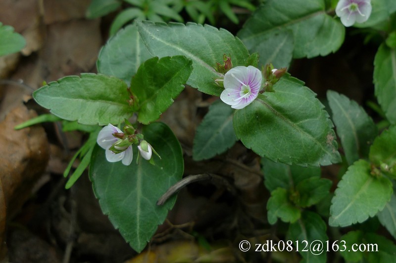 Veronica henryi photo 4