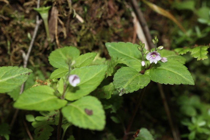 Veronica henryi photo 5
