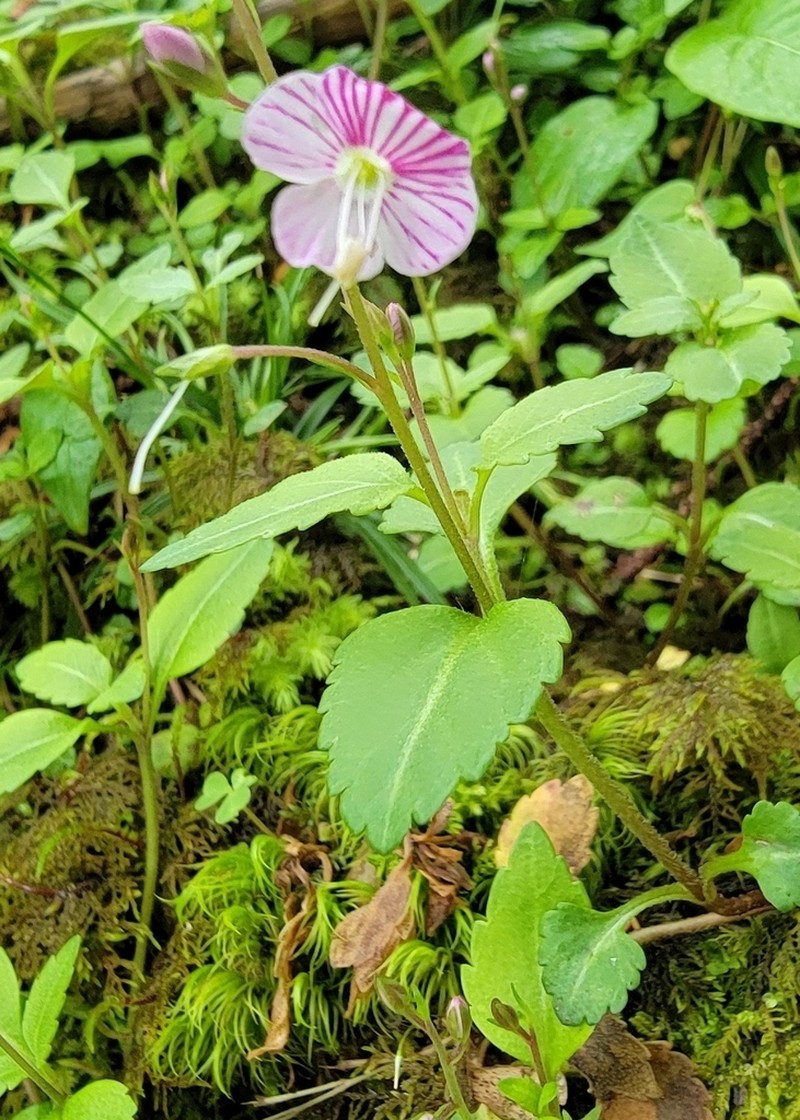 Veronica henryi photo 6