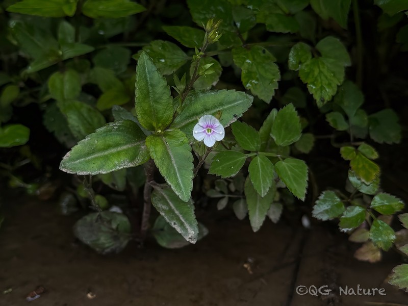 Veronica henryi photo 7