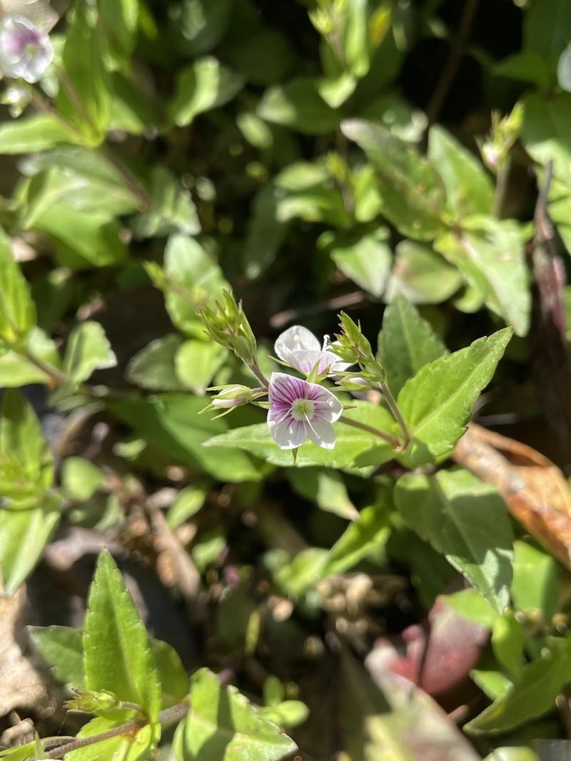 Veronica henryi photo 8