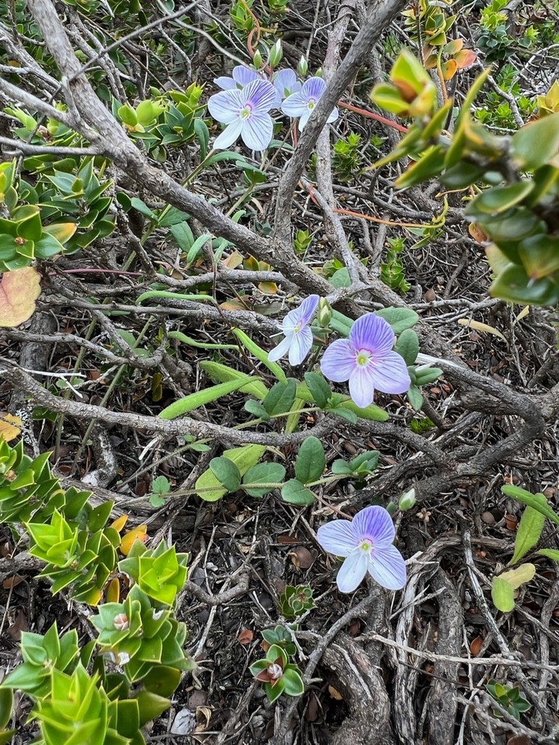 Veronica hillebrandii