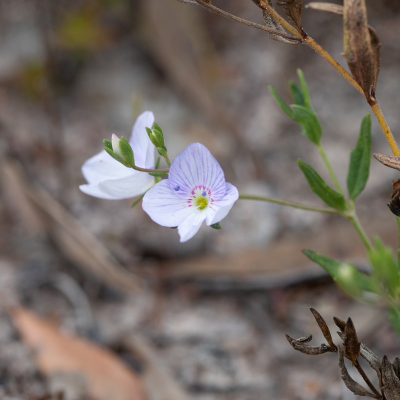 Veronica hillebrandii photo 2