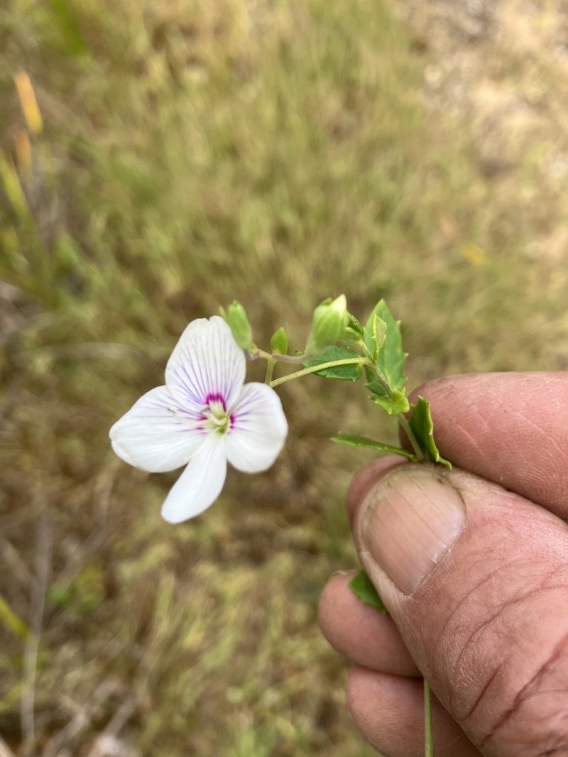 Veronica hillebrandii photo 3