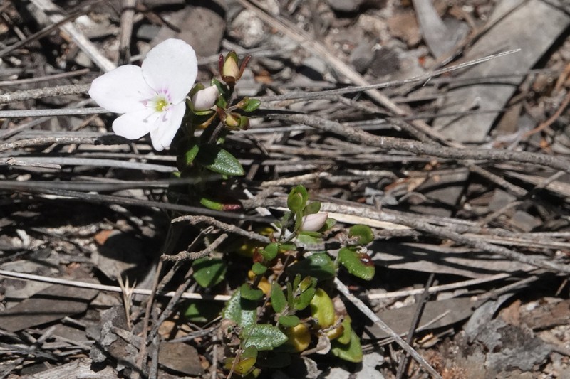 Veronica hillebrandii photo 4
