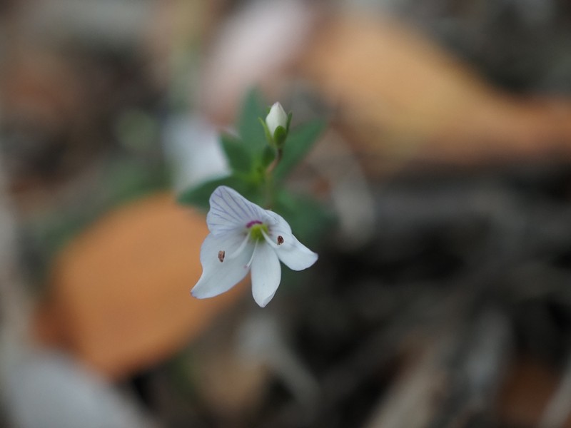 Veronica hillebrandii photo 5