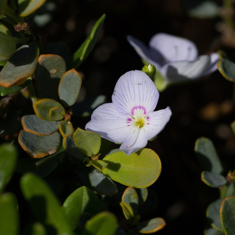 Veronica hillebrandii photo 6