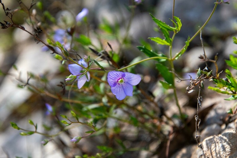 Veronica hillebrandii photo 7