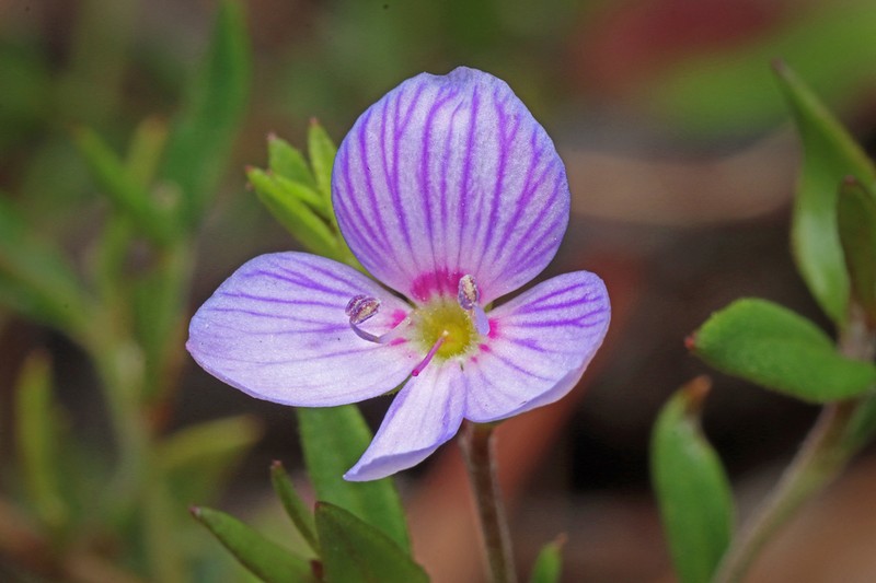 Veronica hillebrandii photo 8