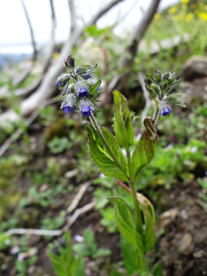 Veronica himalensis