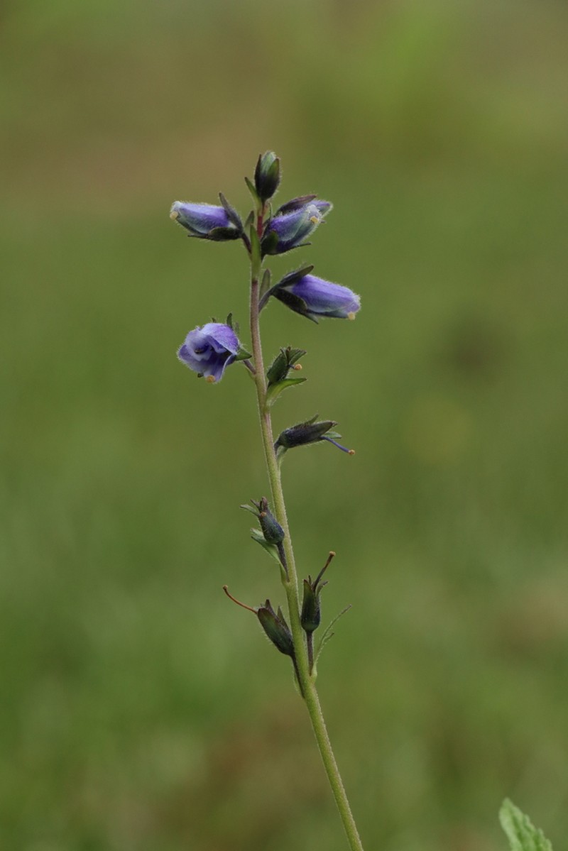 Veronica himalensis photo 2