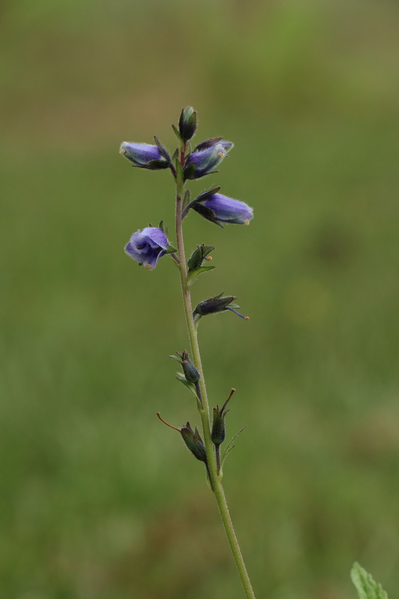 Veronica himalensis photo 3