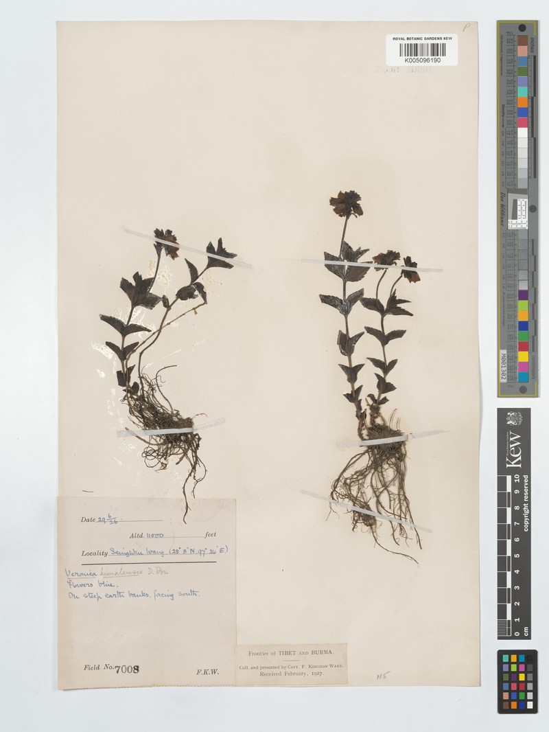 Veronica himalensis photo 4