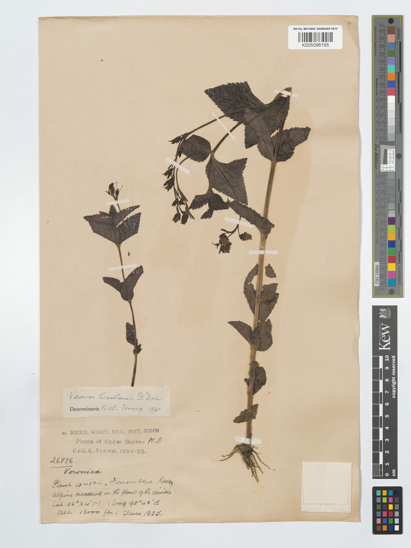 Veronica himalensis photo 5