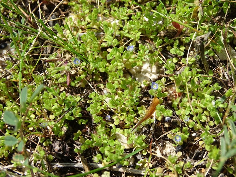 Veronica hispidula