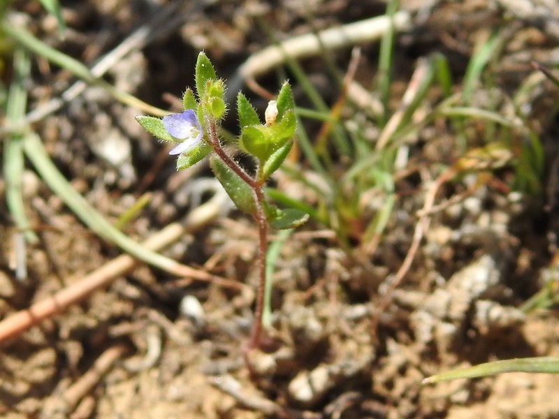 Veronica hispidula photo 2
