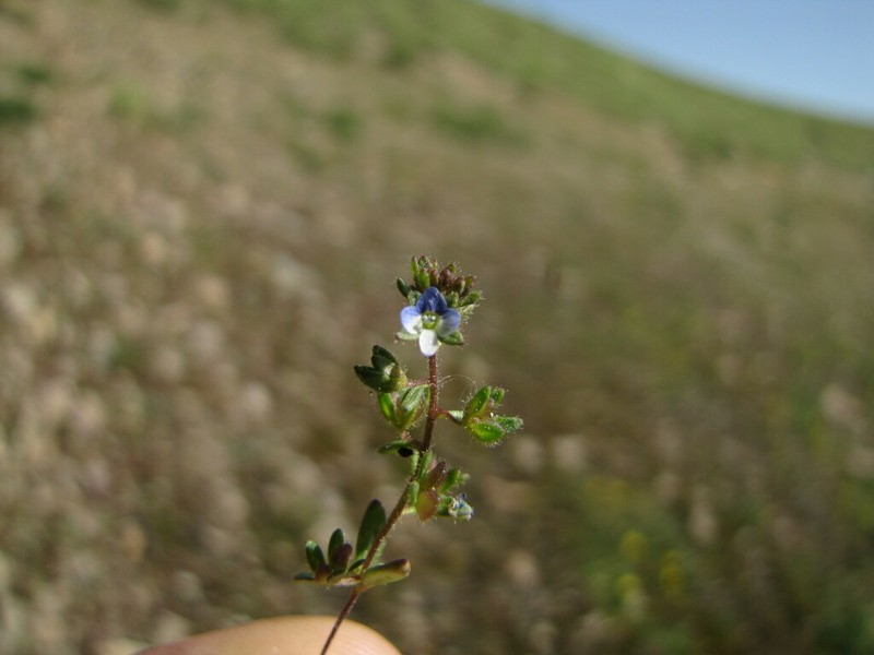 Veronica hispidula photo 3