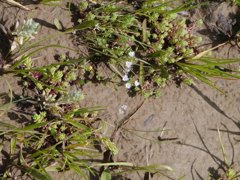 Veronica hispidula photo 4