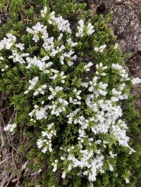Veronica hookeri