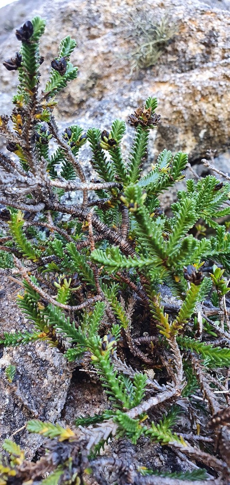 Veronica hookeri photo 4