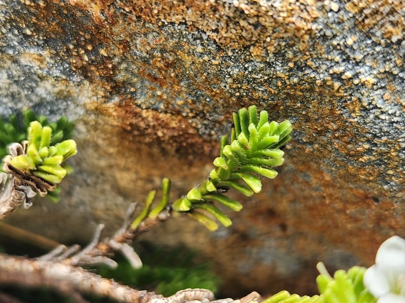 Veronica hookeri photo 6