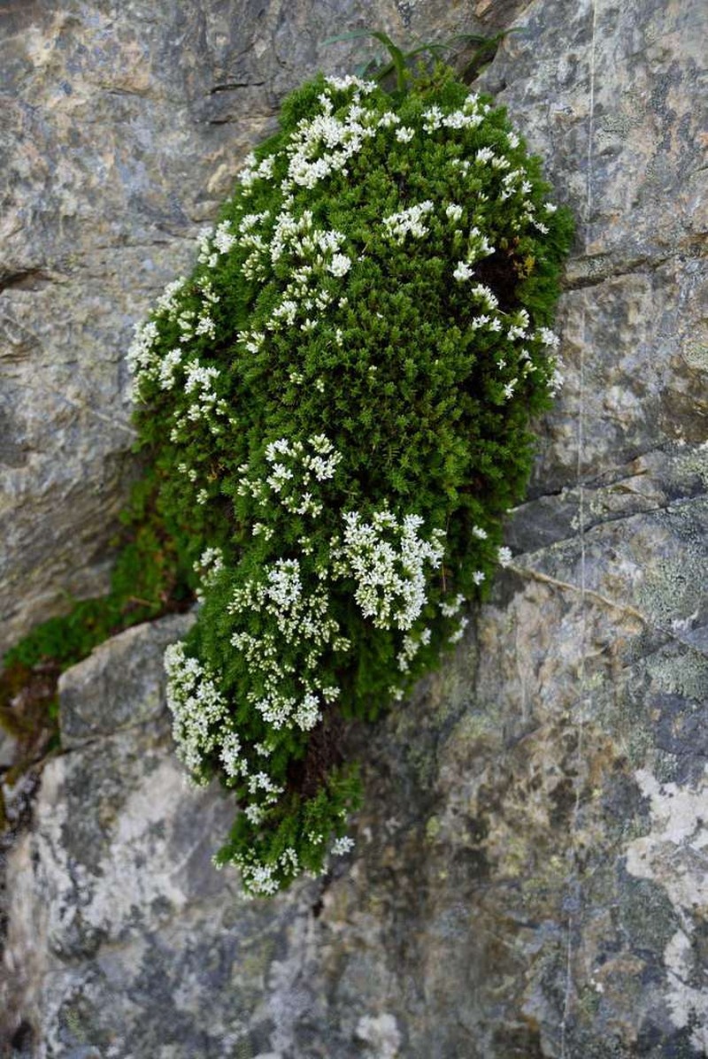 Veronica hookeri photo 8