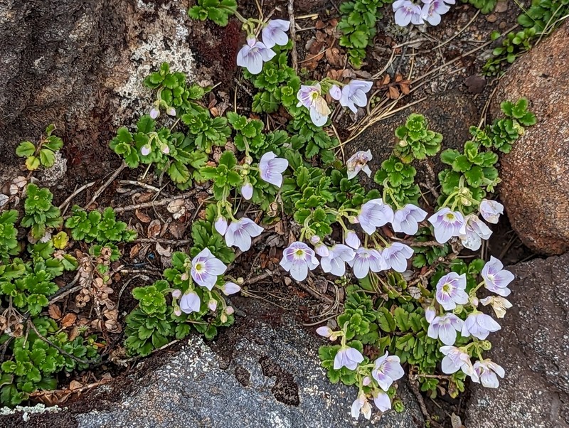 Veronica hookeriana