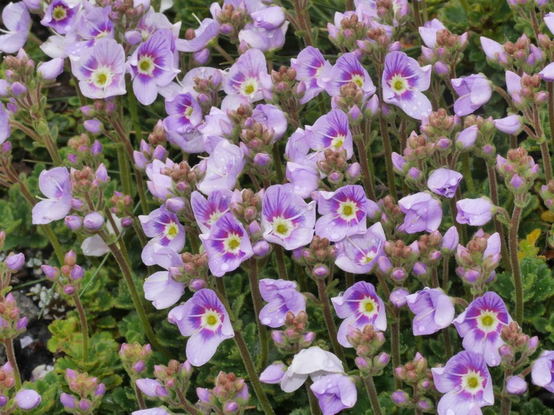 Veronica hookeriana photo 2